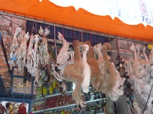Lama-Foetuse auf dem Hexenmarkt in La Paz