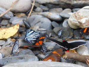 Schmetterlinge in allen Farben