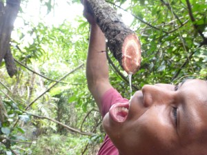Trinkwasser aus dem Baum