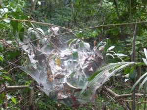 Riesiges Spinnennetz