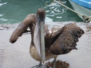 Einer der vielen  Vögel auf den Galápagos