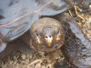 Landschildkröte von ganz nah