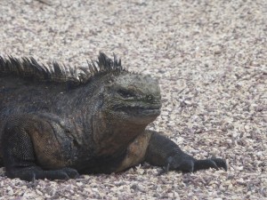 Was für ein Tier...