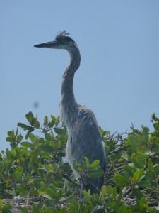 Einer der vielen  Vögel auf den Galápagos
