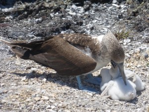 Eine Blaufußtölpelmama mit ihren Babys