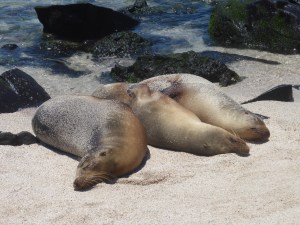 Die Drei von der Tankstelle