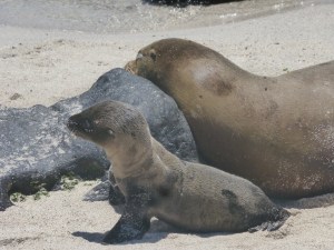 Tapsend auf Erkundungstour
