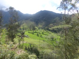 Valle de Cocora