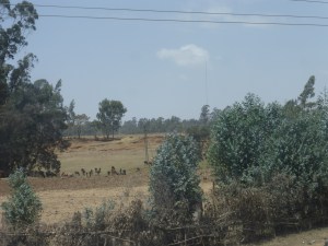 Ethiopian countryside