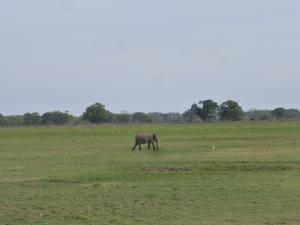 The first sighted Elephant of our trip