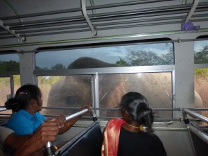 Chilling with Elephants