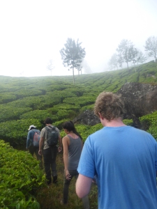 Trekking through teaplantations in Munnar