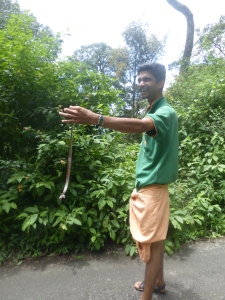 He casually told us that this is one of the deadliest Snakes in India. Sweet mate.