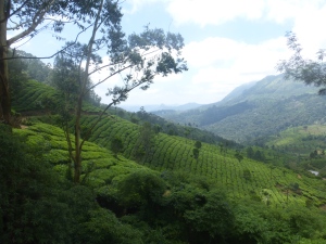 The endless teaplantations in Munnar