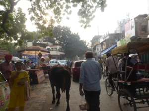Cows, rubbish and traffic in Dehli